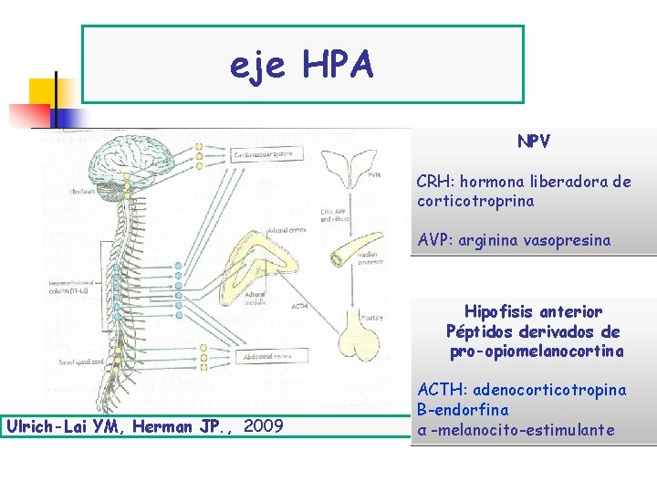 eje HPA NPV CRH: hormona liberadora de corticotroprina AVP: arginina vasopresina Hipofisis anterior Péptidos