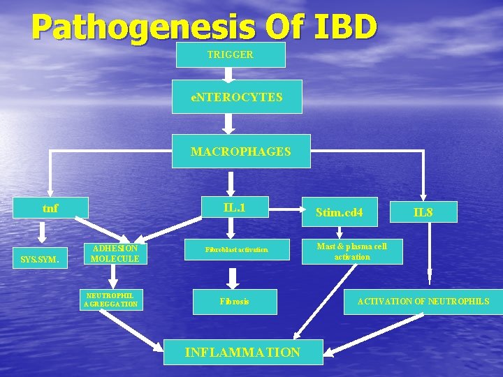 Pathogenesis Of IBD TRIGGER e. NTEROCYTES MACROPHAGES IL. 1 tnf SYS. SYM. ADHESION MOLECULE