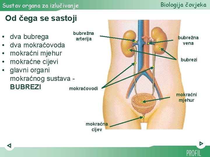 Biologija čovjeka Sustav organa za izlučivanje Od čega se sastoji • • • bubrežna