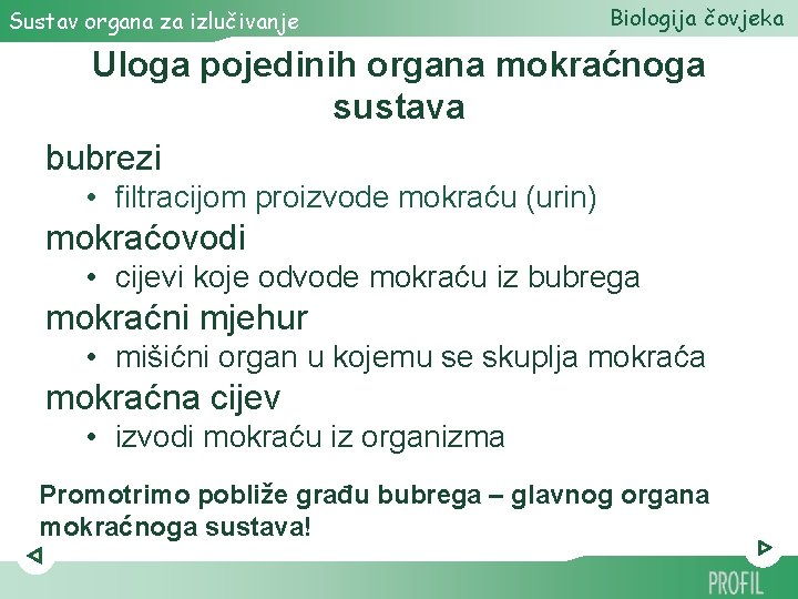 Sustav organa za izlučivanje Biologija čovjeka Uloga pojedinih organa mokraćnoga sustava bubrezi • filtracijom Sustav organa za izlučivanje Biologija čovjeka Uloga pojedinih organa mokraćnoga sustava bubrezi • filtracijom