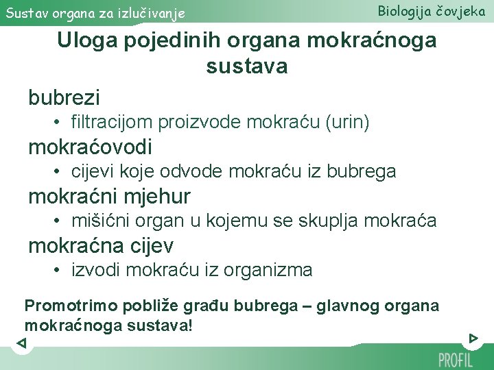 Sustav organa za izlučivanje Biologija čovjeka Uloga pojedinih organa mokraćnoga sustava bubrezi • filtracijom