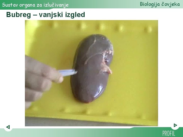 Sustav organa za izlučivanje Bubreg – vanjski izgled Biologija čovjeka Sustav organa za izlučivanje Bubreg – vanjski izgled Biologija čovjeka
