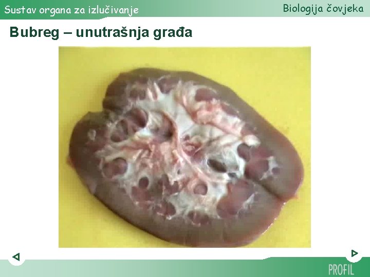 Sustav organa za izlučivanje Bubreg – unutrašnja građa Biologija čovjeka 