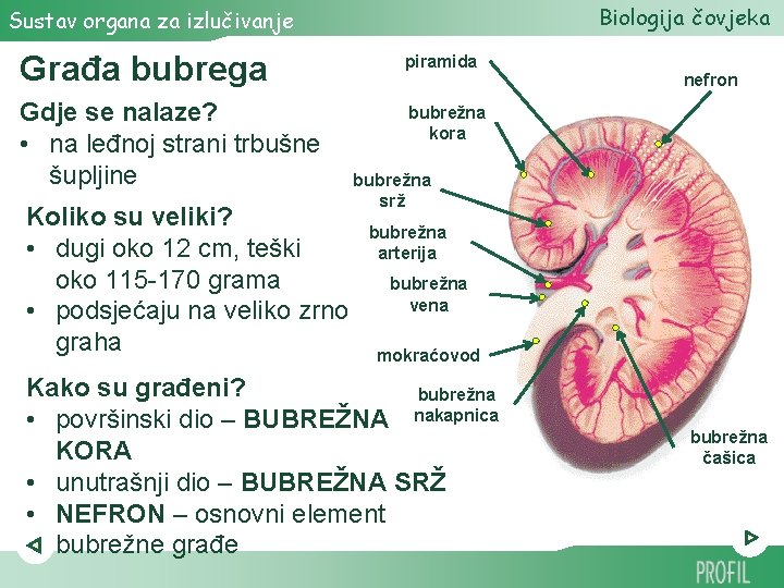 Biologija čovjeka Sustav organa za izlučivanje Građa bubrega piramida Gdje se nalaze? • na