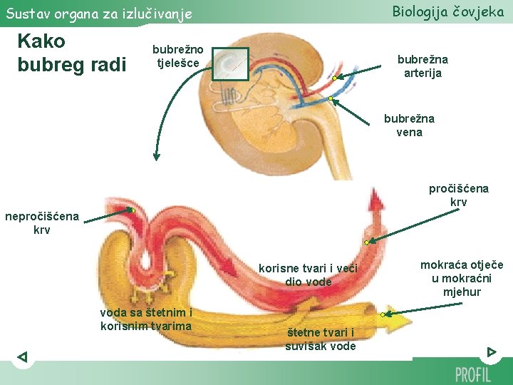 Biologija čovjeka Sustav organa za izlučivanje Kako bubreg radi bubrežno tjelešce bubrežna arterija bubrežna Biologija čovjeka Sustav organa za izlučivanje Kako bubreg radi bubrežno tjelešce bubrežna arterija bubrežna