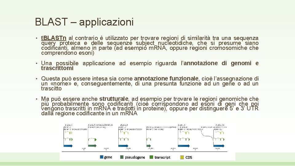 BLAST – applicazioni • t. BLASTn al contrario è utilizzato per trovare regioni di