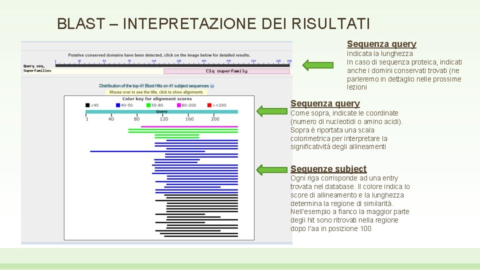 BLAST – INTEPRETAZIONE DEI RISULTATI Sequenza query Indicata la lunghezza In caso di sequenza