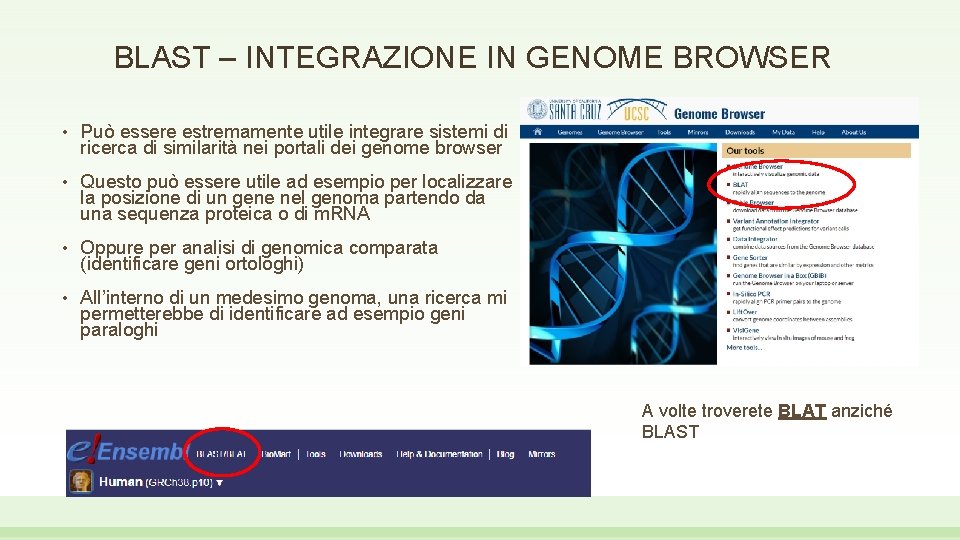 BLAST – INTEGRAZIONE IN GENOME BROWSER • Può essere estremamente utile integrare sistemi di