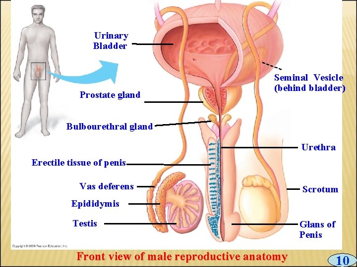 Urinary Bladder Prostate gland Seminal Vesicle (behind bladder) Bulbourethral gland Urethra Erectile tissue of