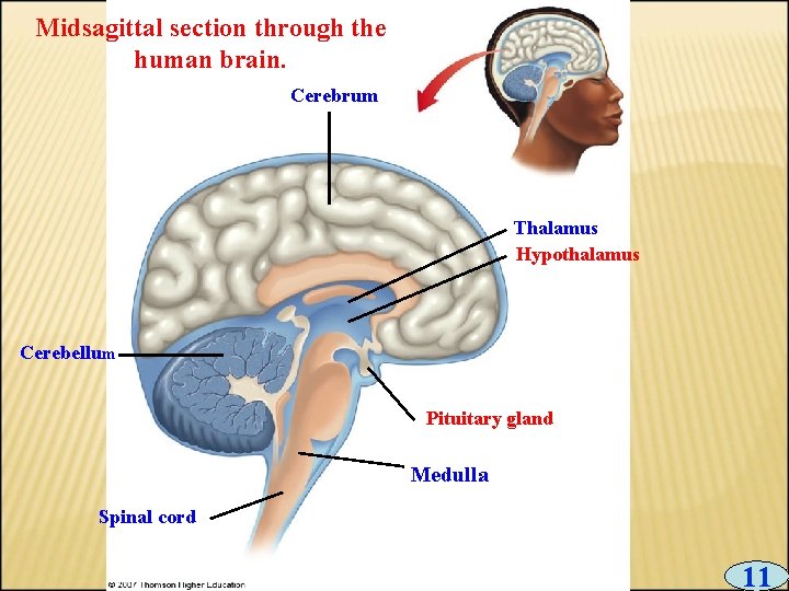 Midsagittal section through the human brain. Cerebrum Thalamus Hypothalamus Cerebellum Pituitary gland Medulla Spinal