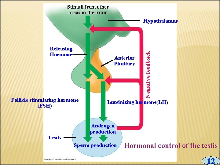 Stimuli from other areas in the brain Releasing Hormone Anterior Pituitary Follicle stimulating hormone