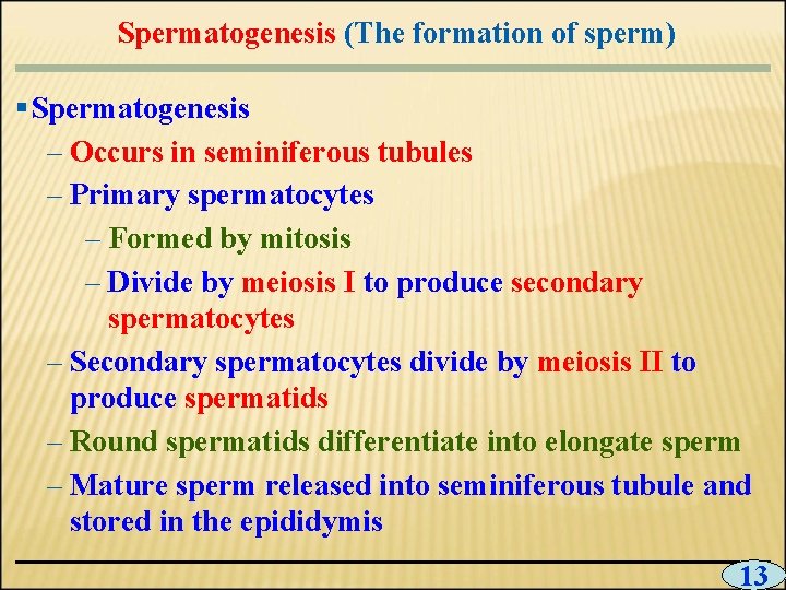 Spermatogenesis (The formation of sperm) § Spermatogenesis – Occurs in seminiferous tubules – Primary