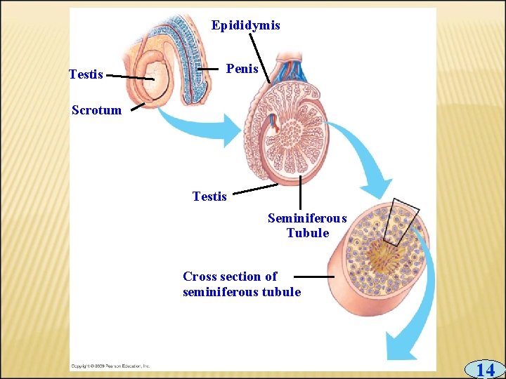 Epididymis Testis Penis Scrotum Testis Seminiferous Tubule Cross section of seminiferous tubule 14 