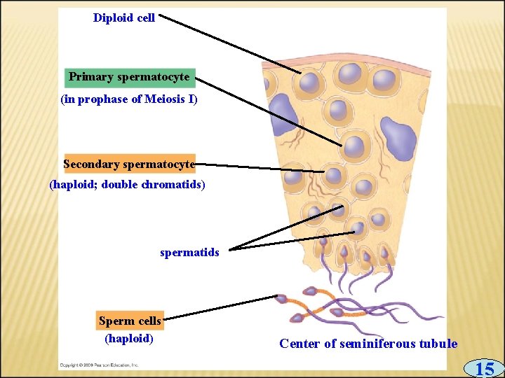 Diploid cell Primary spermatocyte (in prophase of Meiosis I) Secondary spermatocyte (haploid; double chromatids)