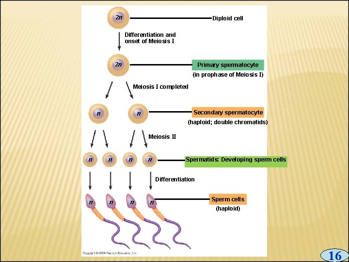 2 n Diploid cell Differentiation and onset of Meiosis I 2 n Primary spermatocyte