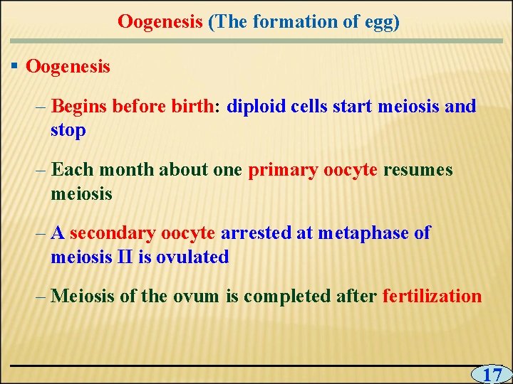 Oogenesis (The formation of egg) § Oogenesis – Begins before birth: diploid cells start