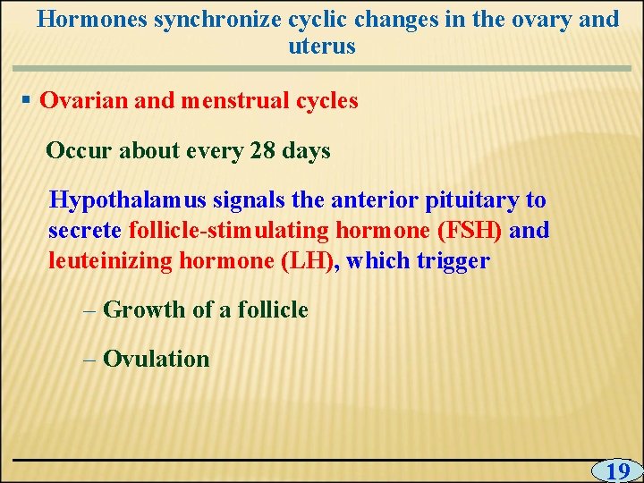 Hormones synchronize cyclic changes in the ovary and uterus § Ovarian and menstrual cycles