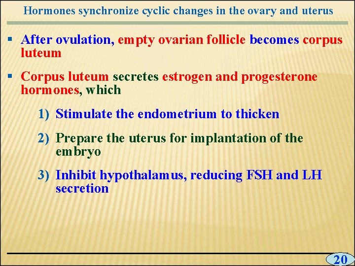 Hormones synchronize cyclic changes in the ovary and uterus § After ovulation, empty ovarian