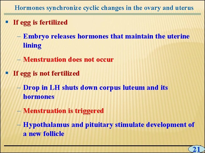 Hormones synchronize cyclic changes in the ovary and uterus § If egg is fertilized