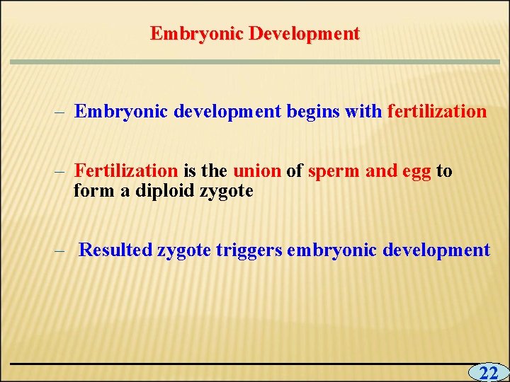 Embryonic Development – Embryonic development begins with fertilization – Fertilization is the union of