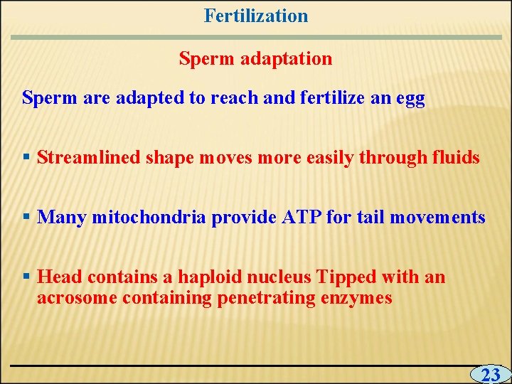 Fertilization Sperm adaptation Sperm are adapted to reach and fertilize an egg § Streamlined