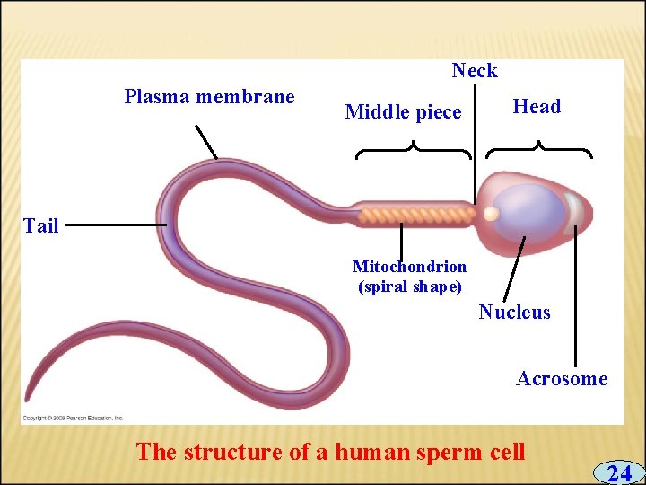 Neck Plasma membrane Middle piece Head Tail Mitochondrion (spiral shape) Nucleus Acrosome The structure