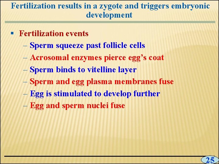 Fertilization results in a zygote and triggers embryonic development § Fertilization events – Sperm