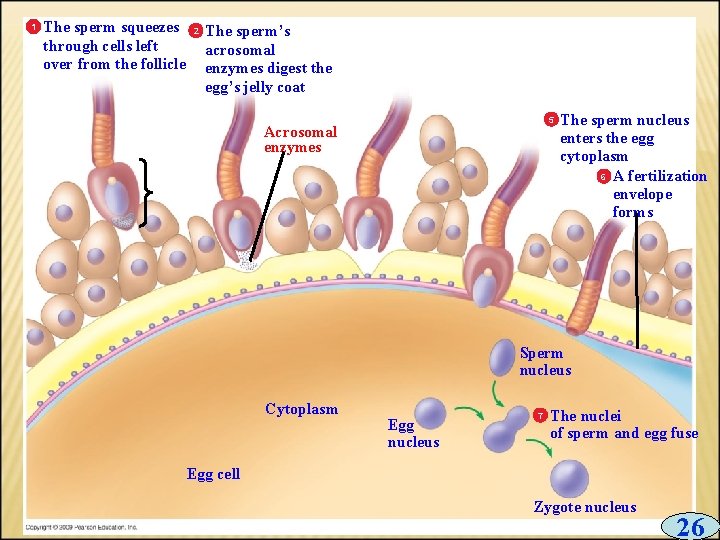 1 The sperm squeezes through cells left over from the follicle 2 The sperm’s