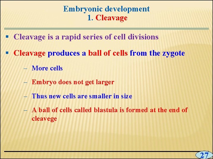 Embryonic development 1. Cleavage § Cleavage is a rapid series of cell divisions §