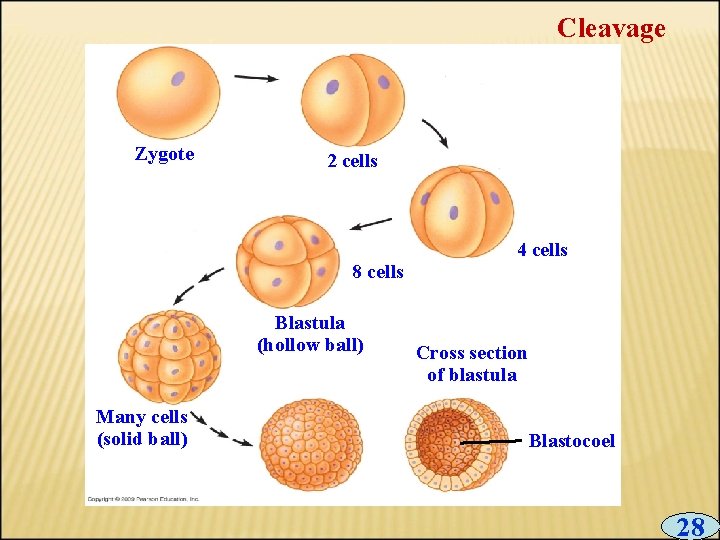 Cleavage Zygote 2 cells 8 cells Blastula (hollow ball) Many cells (solid ball) 4