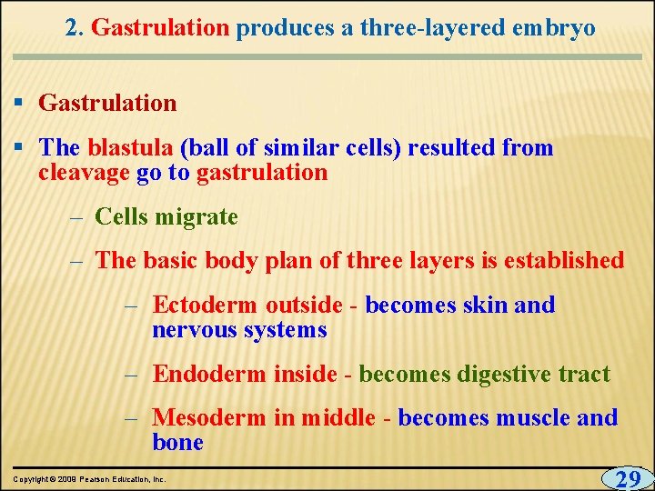 2. Gastrulation produces a three-layered embryo § Gastrulation § The blastula (ball of similar