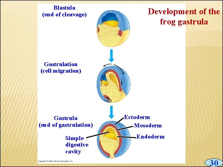 Blastula (end of cleavage) Development of the frog gastrula Gastrulation (cell migration) Gastrula (end