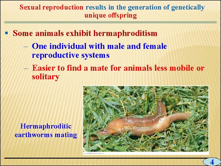 Sexual reproduction results in the generation of genetically unique offspring § Some animals exhibit