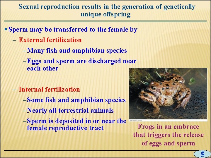 Sexual reproduction results in the generation of genetically unique offspring § Sperm may be