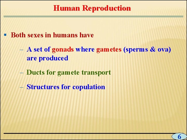 Human Reproduction § Both sexes in humans have – A set of gonads where