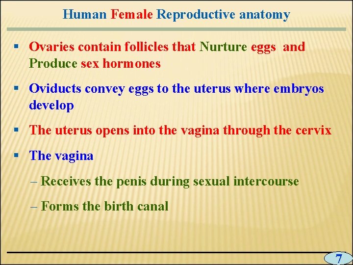 Human Female Reproductive anatomy § Ovaries contain follicles that Nurture eggs and Produce sex