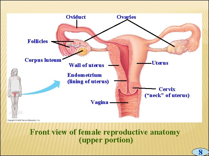 Oviduct Ovaries Follicles Corpus luteum Wall of uterus Uterus Endometrium (lining of uterus) Cervix