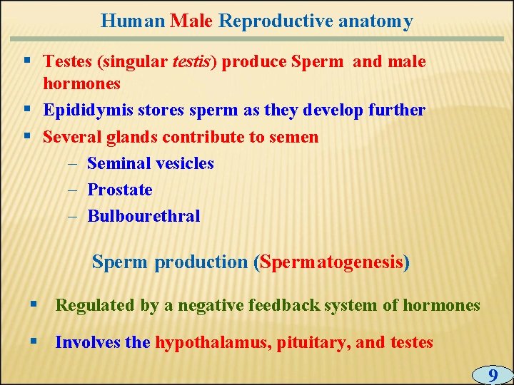 Human Male Reproductive anatomy § Testes (singular testis) produce Sperm and male hormones §