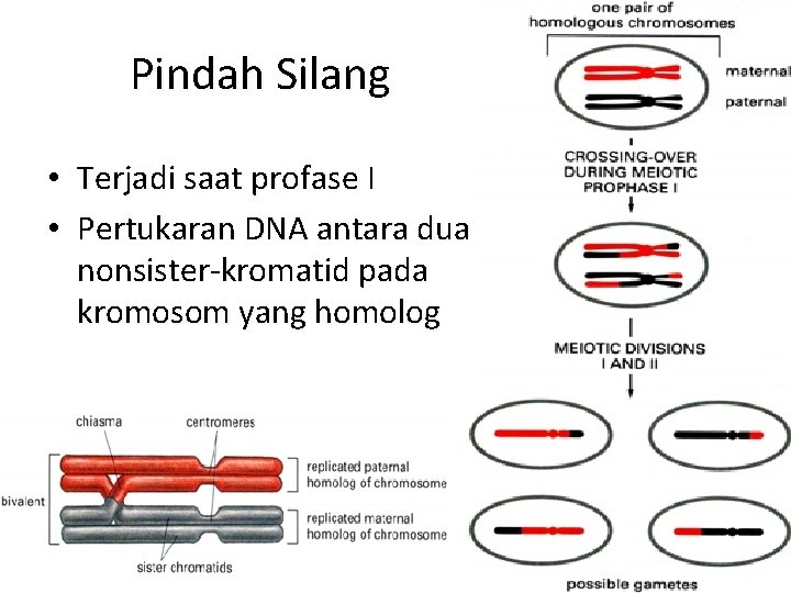Pindah Silang • Terjadi saat profase I • Pertukaran DNA antara dua nonsister-kromatid pada