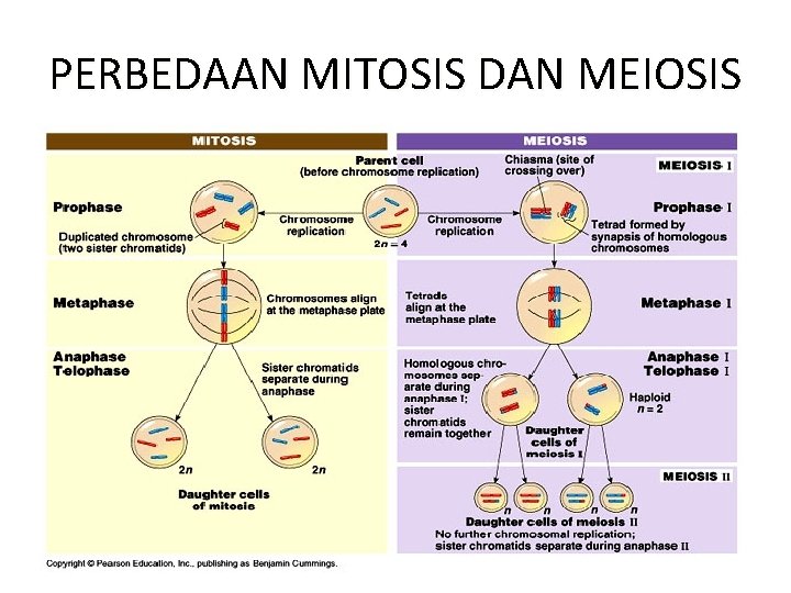 PERBEDAAN MITOSIS DAN MEIOSIS 