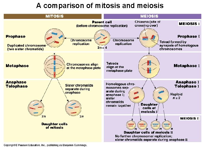 A comparison of mitosis and meiosis 