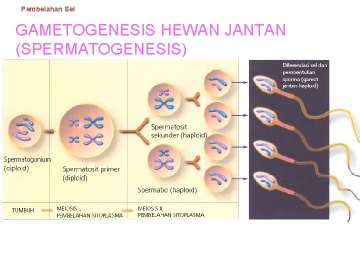 Pembelahan Sel GAMETOGENESIS HEWAN JANTAN (SPERMATOGENESIS) 