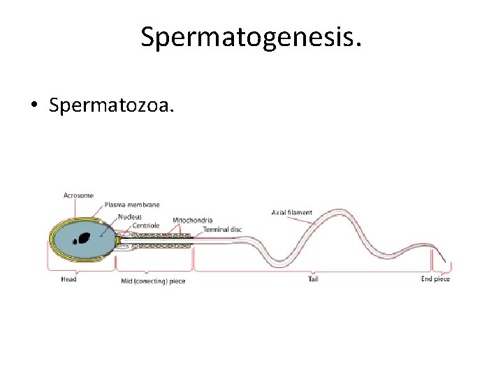 Spermatogenesis. • Spermatozoa. 
