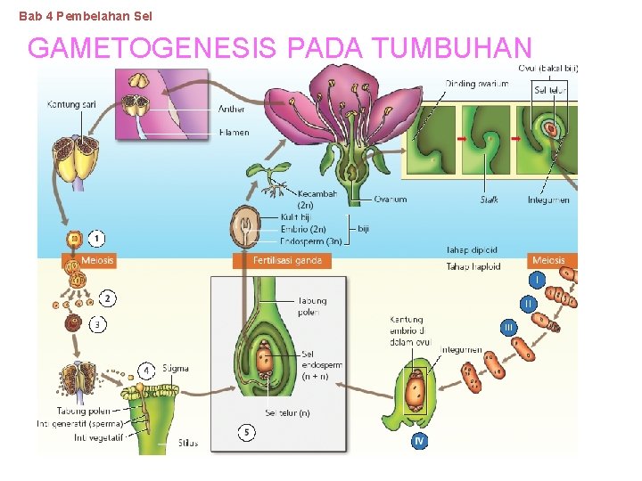 Bab 4 Pembelahan Sel GAMETOGENESIS PADA TUMBUHAN 