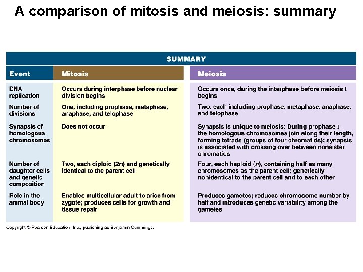 A comparison of mitosis and meiosis: summary 