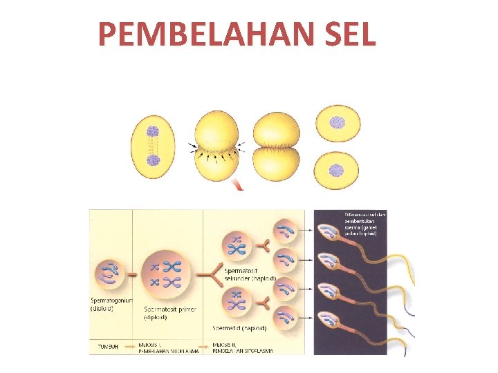 PEMBELAHAN SEL 