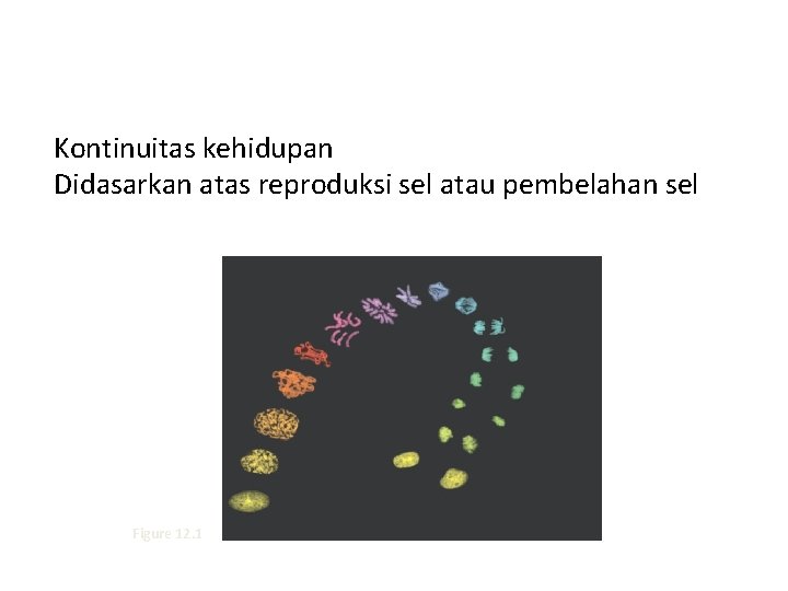 Kontinuitas kehidupan Didasarkan atas reproduksi sel atau pembelahan sel Figure 12. 1 