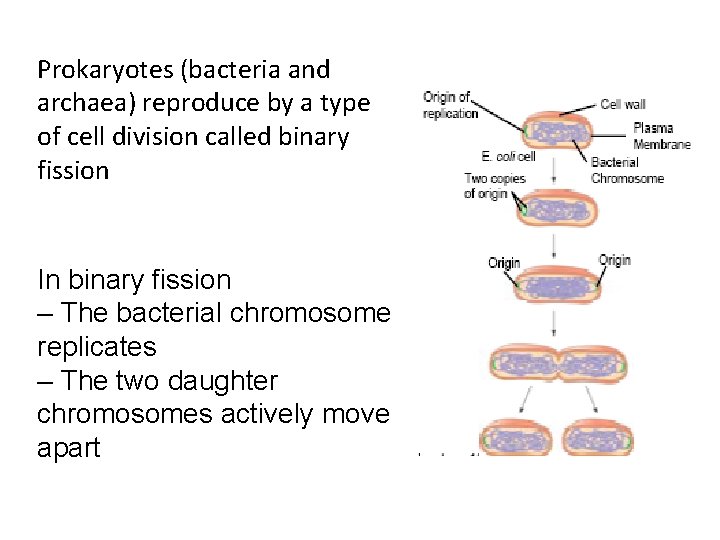 Prokaryotes (bacteria and archaea) reproduce by a type of cell division called binary fission