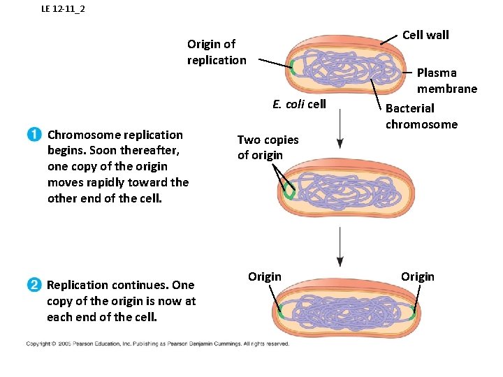 LE 12 -11_2 Cell wall Origin of replication E. coli cell Chromosome replication begins.