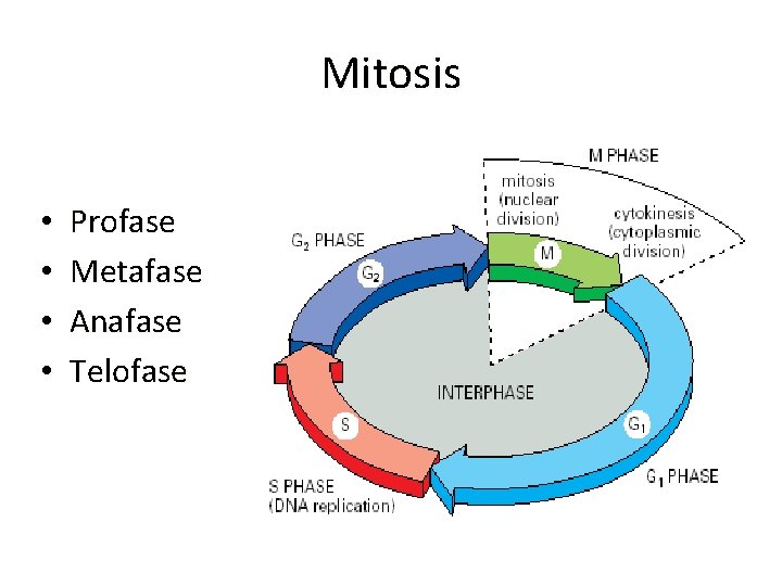 Mitosis • • Profase Metafase Anafase Telofase 
